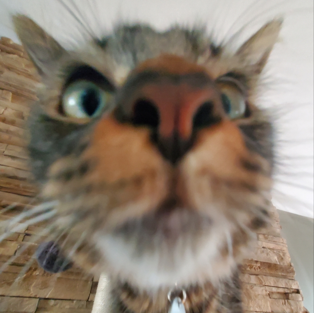 this is Olive!!!